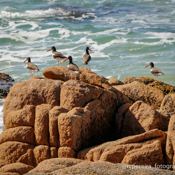 Fotos RC Pereira Fotografo em Palhoça Praia Guarda do Embaú, Praia Pinheira Santa Catarina -13