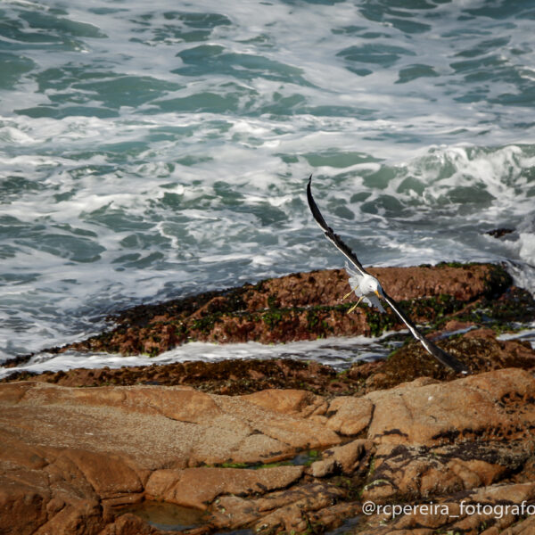 Fotos RC Pereira Fotografo em Palhoça Praia Guarda do Embaú, Praia Pinheira Santa Catarina -19